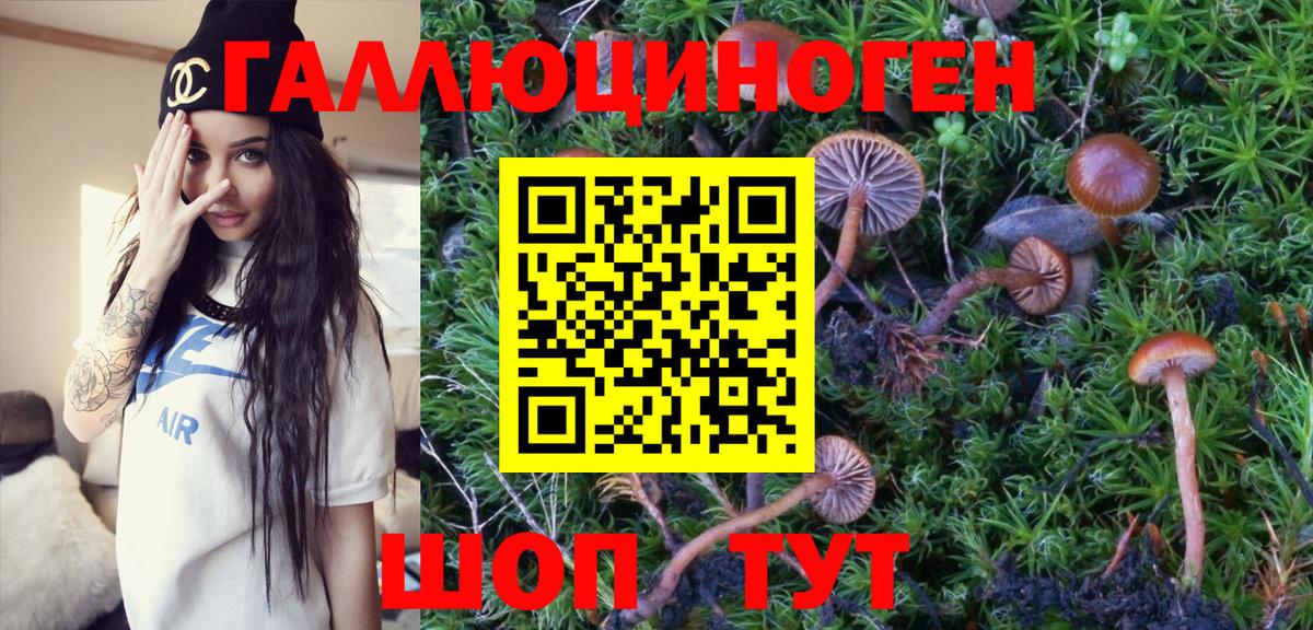 Галлюциногенные грибы Psilocybe  Вход с VPN  Углич  Псилоцибиновые грибы Psilocybine cubensis 